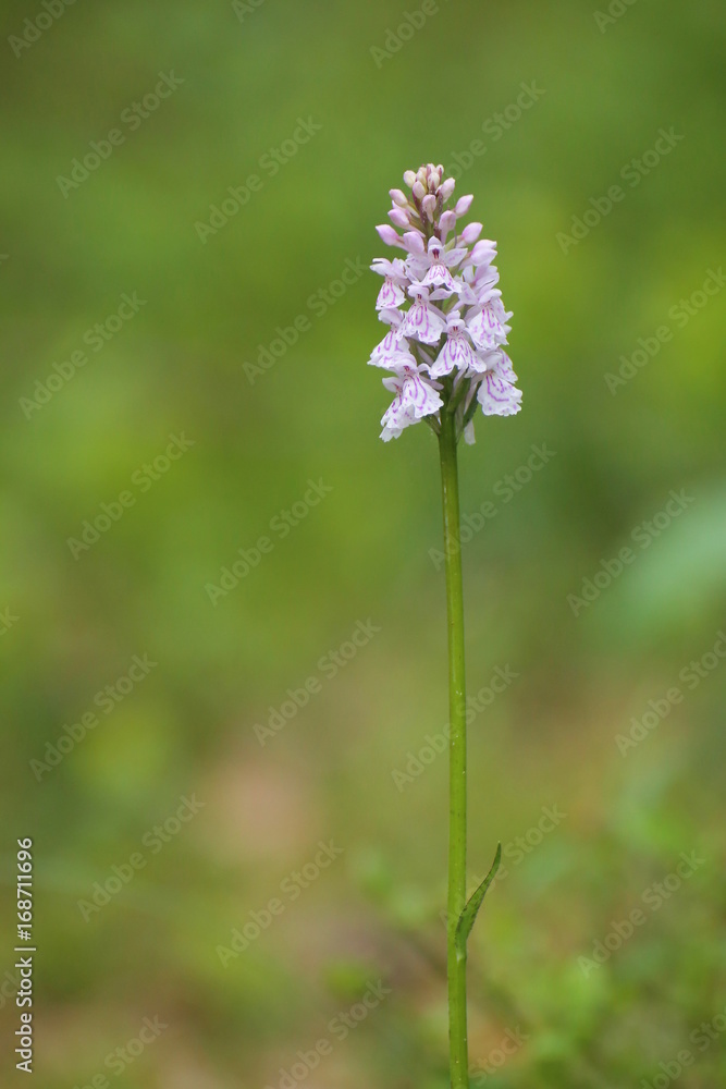 Inflorescence of Dactylorhiza maculata, the heath spotted-orchid Inflorescence of Dactylorhiza maculata, the heath spotted-orchid