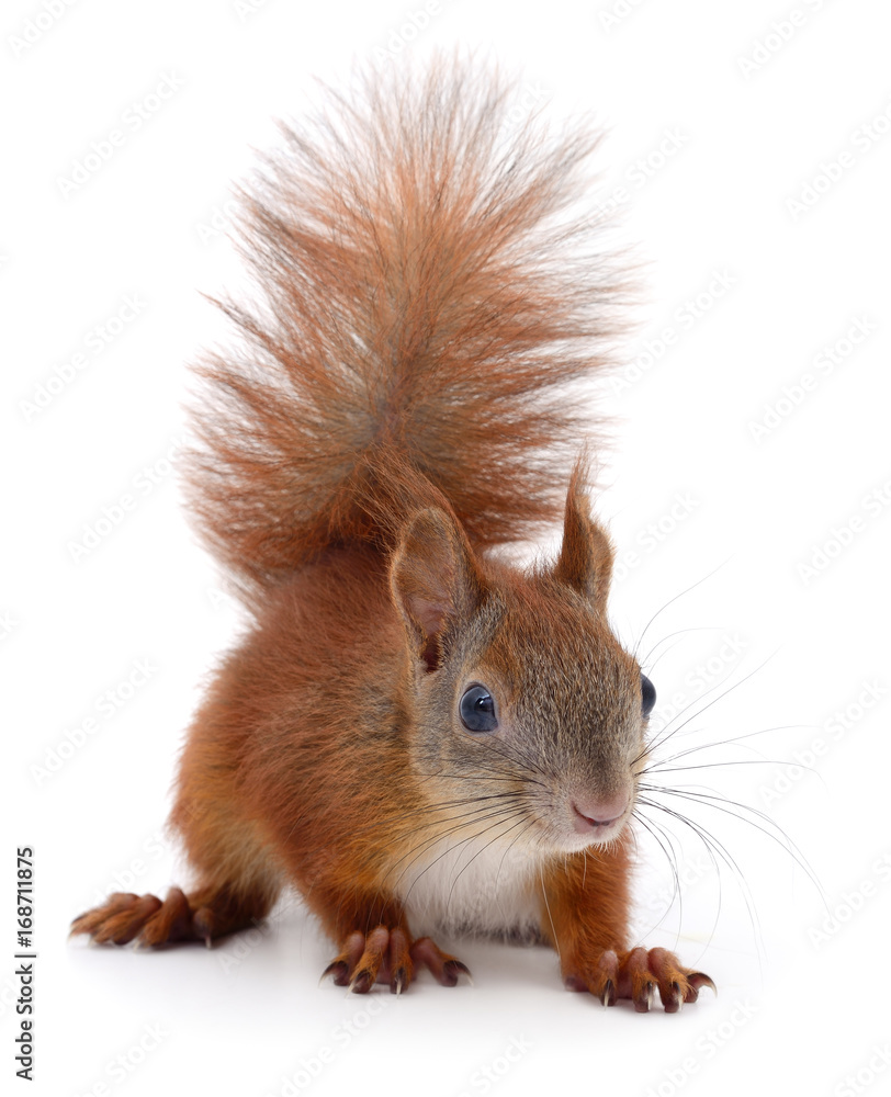 Eurasian red squirrel. Eurasian red squirrel.
