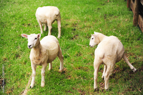 Fototapeta Naklejka Na Ścianę i Meble -  Sheeps on meadow