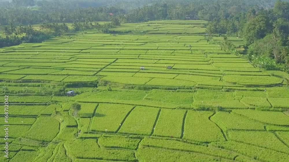 AERIAL VERTIGO EFFECT Amazing rice paddy fields on gorgeous verdant agricultural plantation in acacia & palm tree forest on misty sunny morning. Bright green rice terraces in lush jungle, Ubud, Bali. AERIAL VERTIGO EFFECT Amazing rice paddy fields on gorgeous verdant agricultural plantation in acacia & palm tree forest on misty sunny morning. Bright green rice terraces in lush jungle, Ubud, Bali.