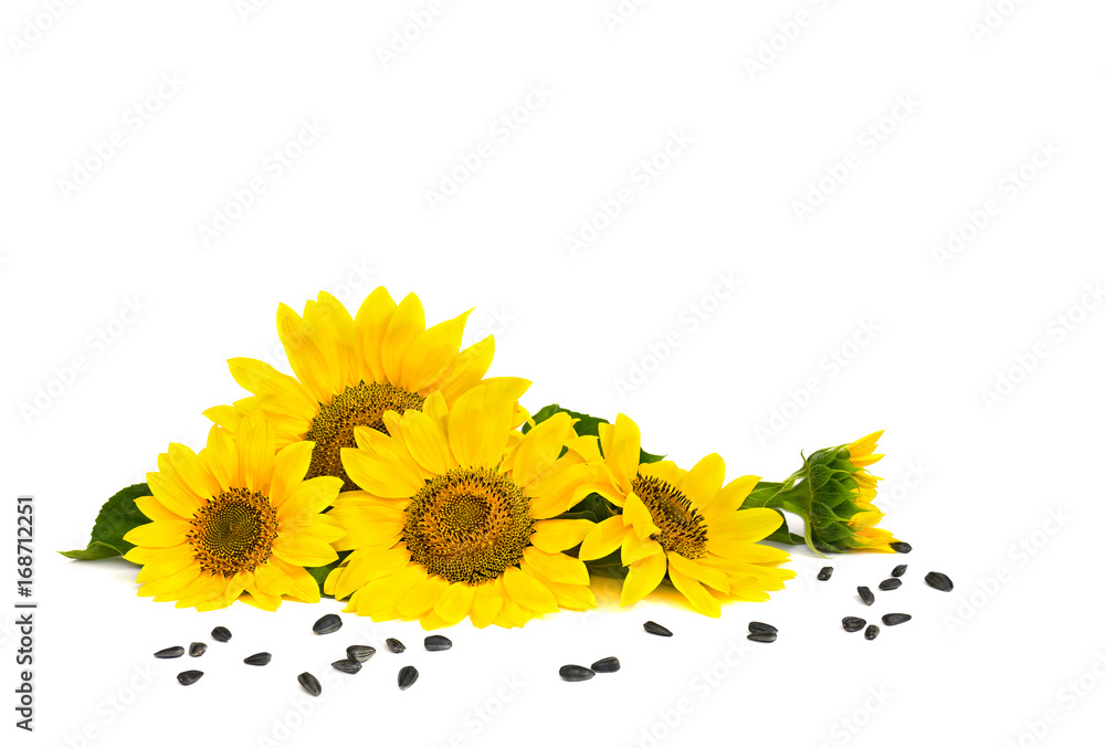 Fototapeta premium Flowers of sunflowers and seed on white background with space for text