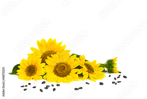 Fototapeta Naklejka Na Ścianę i Meble -  Flowers of sunflowers and seed on white background with space for text