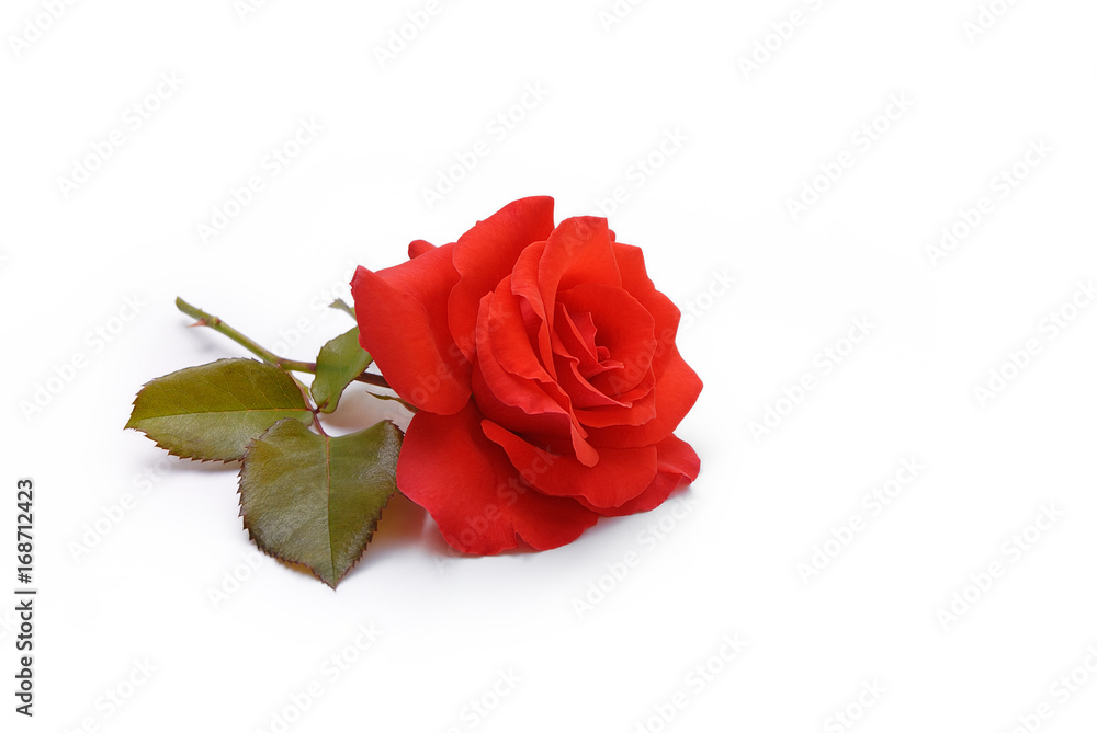 Fototapeta premium Rose