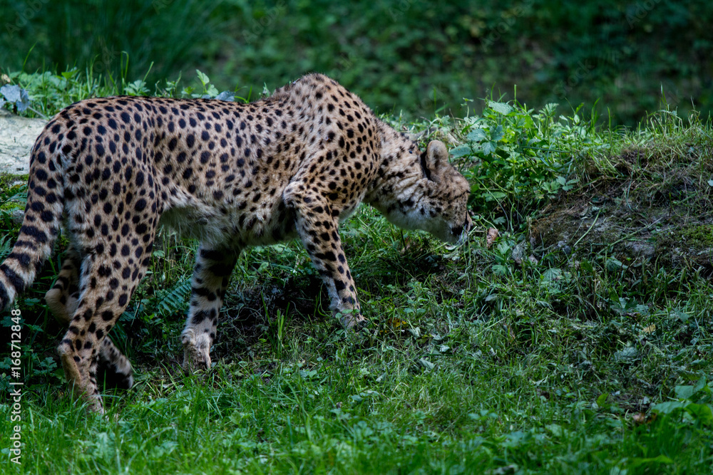 Fototapeta premium Guépard