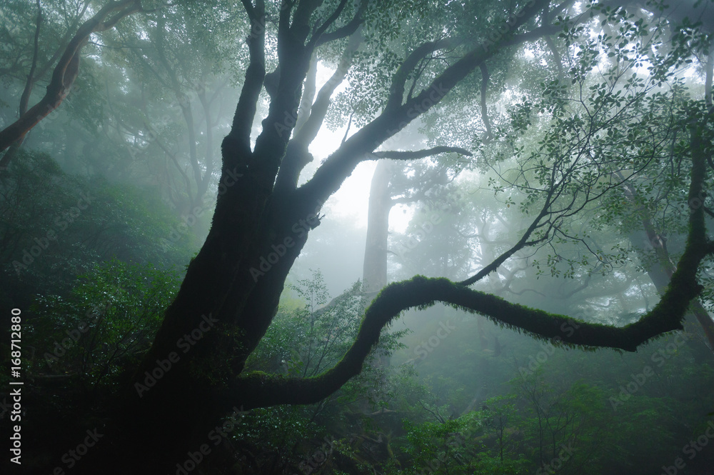 Fototapeta premium 屋久島の森