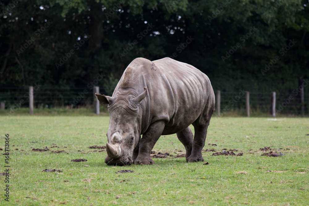 Obraz premium rhinocéros 