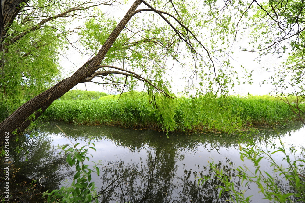 Trees near the river and lake in the summer