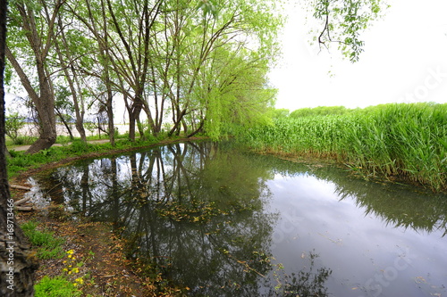 Trees near the river and lake in the summer