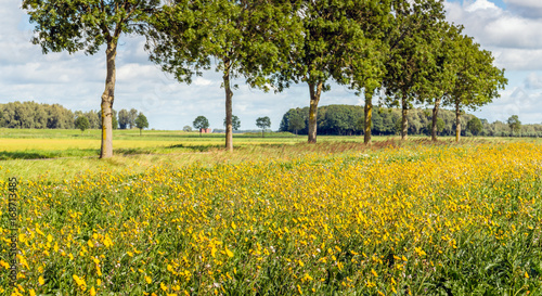 Flowering field edge in a Dutch landscape