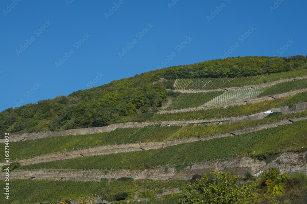 Rheingau, region in Germany, vineyard