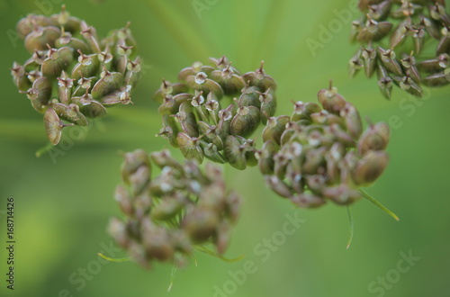 Seeds of the common hogweed (Heracleum sphondylium)