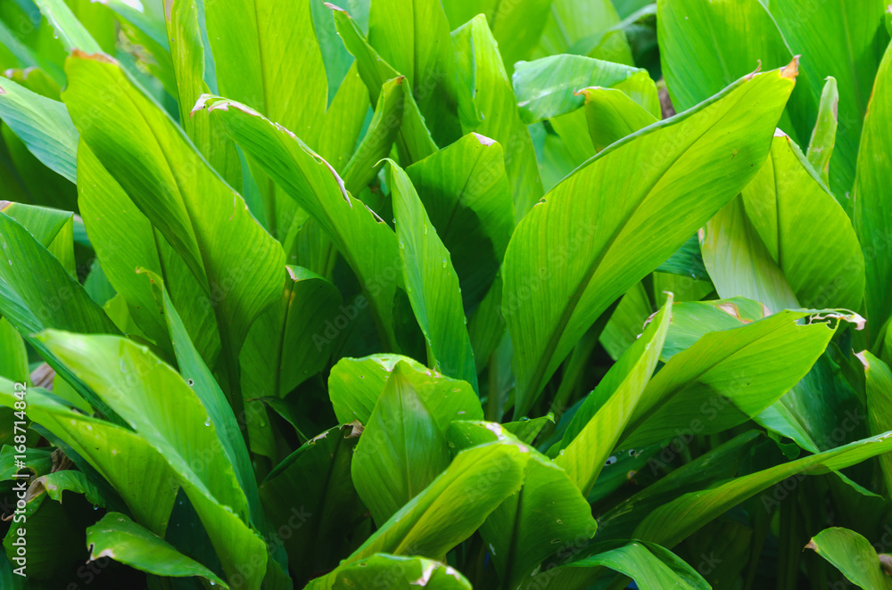 Obraz premium fresh tropical green leaf background