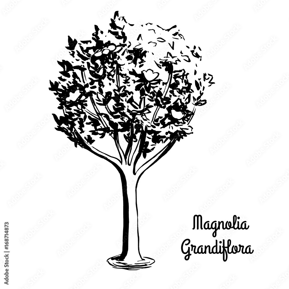 Vector sketch illustration of Southern Magnolia Grandiflora. Black ...