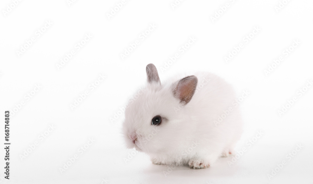 White little rabbit on white isolated background
