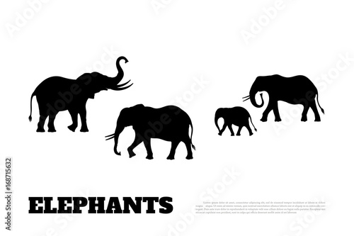 Photography Black silhouette of a family of elephants on a white background
