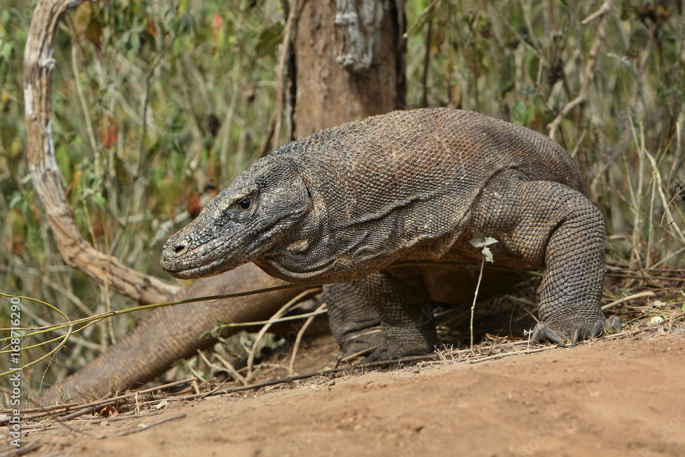 Obraz premium Gigantic komodo dragon in the beautiful nature habitat on a small island in Indonesian sea, Varanus komodoensis, very dangereous wild animals, prehistoric creatures on forgotten place on the earth.