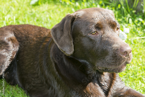 Brown Chocolate Labrador retriever. Dog on the green grass. Dog nose