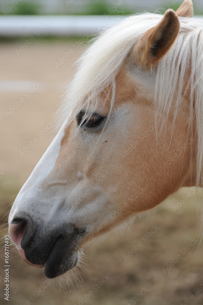Obraz premium Pferd