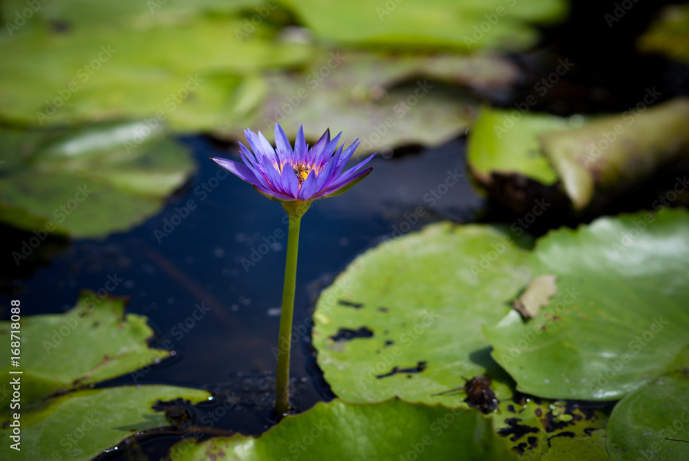 Single beautiful purple lotus flower or waterlily blooming and emerging from the water with green lotus leaves in nature Single beautiful purple lotus flower or waterlily blooming and emerging from the water with green lotus leaves in nature
