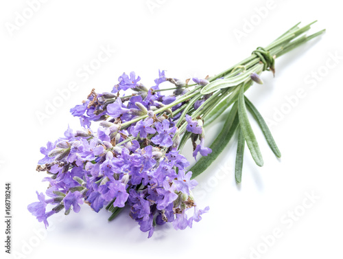 Bunch of lavandula or lavender flowers isolated on white background.