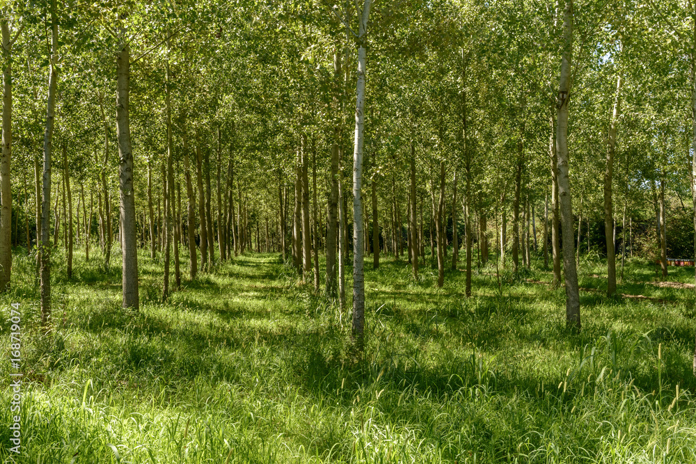 poplars wood near Motta Visconti, Italy poplars wood near Motta Visconti, Italy