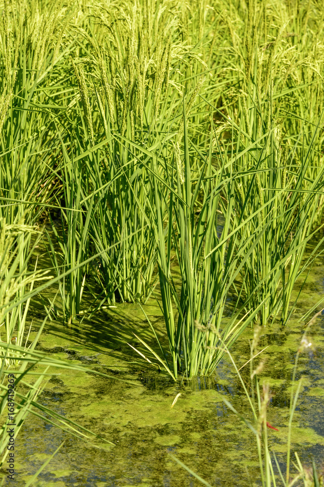 Fototapeta premium rice plant in flooded field near Besate, Italy