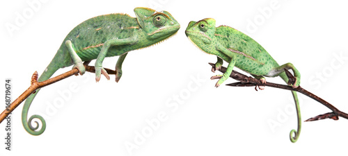 chameleons - Chamaeleo calyptratus on a branch isolated on white