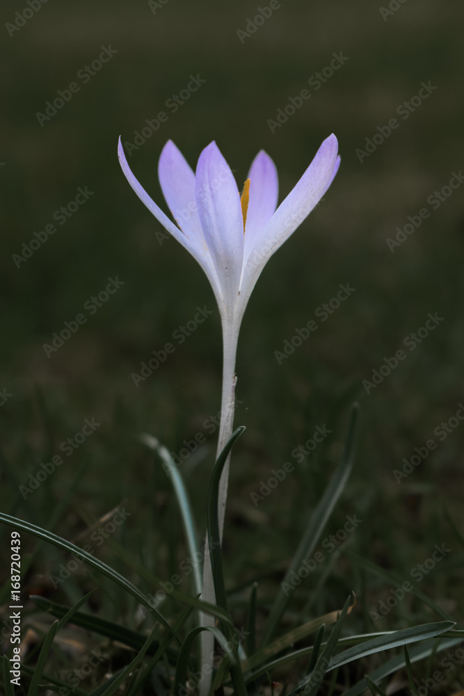 Purple and white flower in the grass