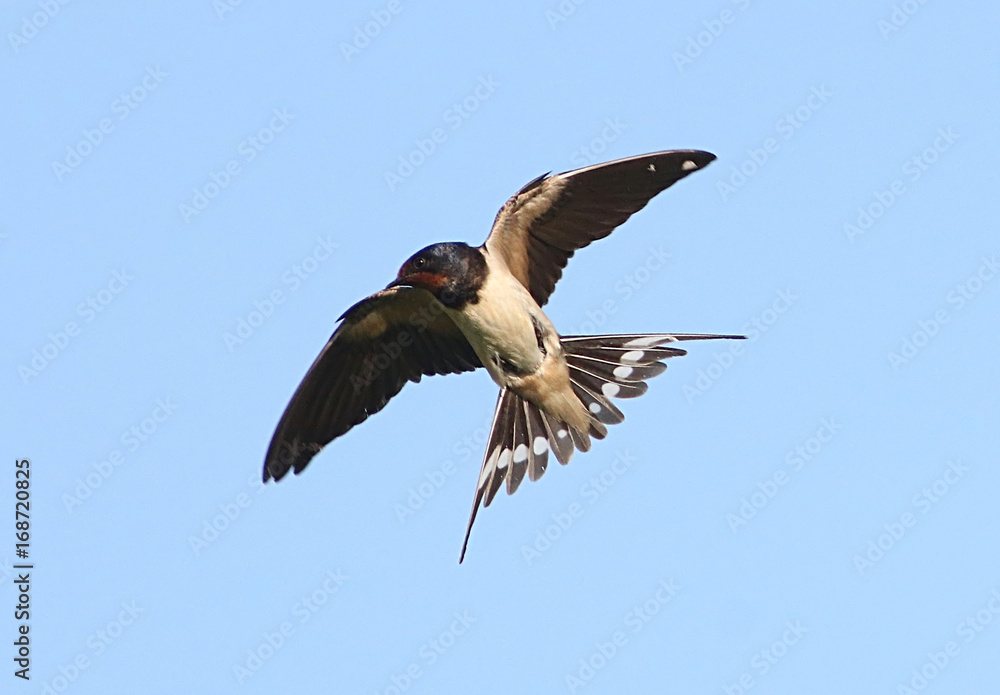 Obraz premium Hunting European Barn Swallow (Hirundo rustica) in flight against a blue sky.
