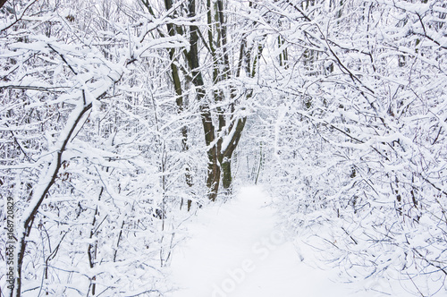 Forest path in winter, Kosutnjak forest, Belgrade, Serbia