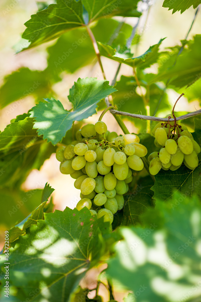 White grapes. Autumn harvest of grapes. A bunch of grapes grows on a vine White grapes. Autumn harvest of grapes. A bunch of grapes grows on a vine