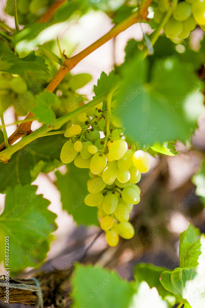 White grapes. Autumn harvest of grapes. A bunch of grapes grows on a vine White grapes. Autumn harvest of grapes. A bunch of grapes grows on a vine