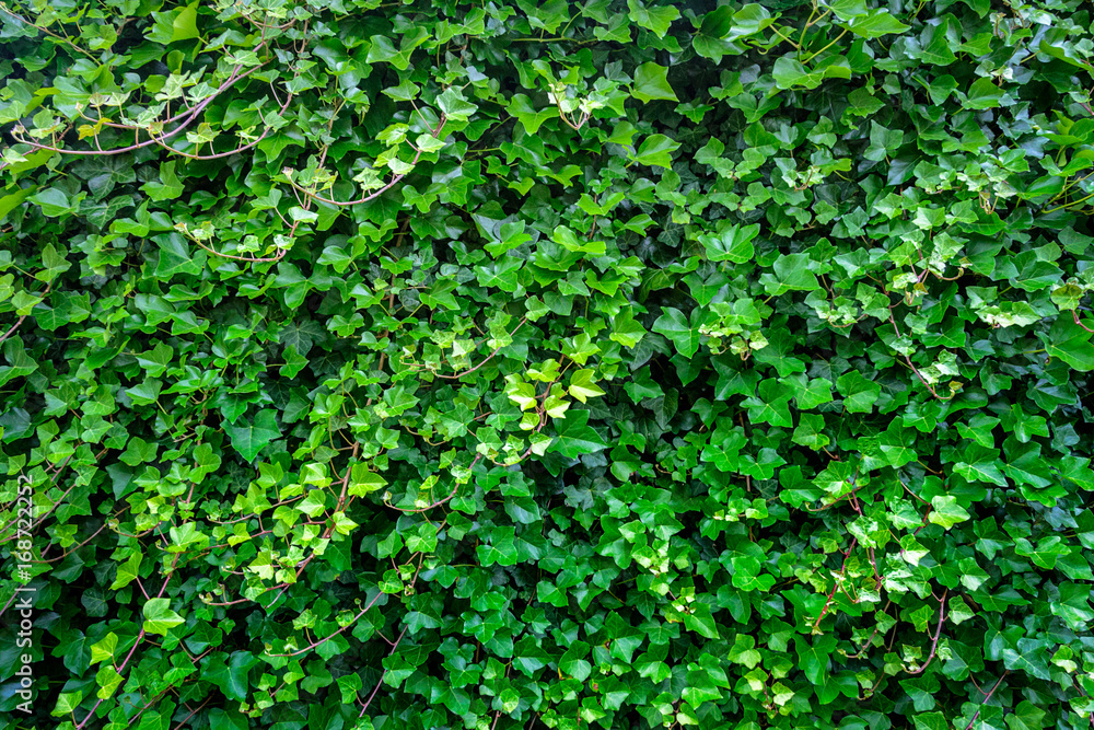 Obraz premium Green ivy leaves background
