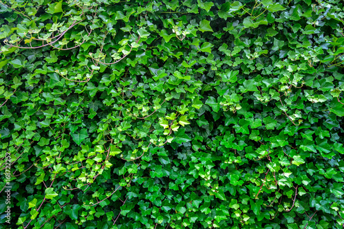 Green ivy leaves background © WDnet Studio