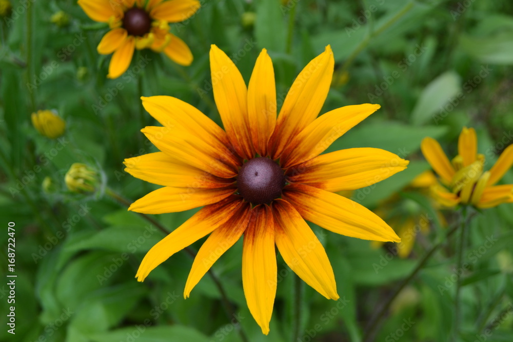 Rutbeckia. Yellow daisies with a black heart in the garden. Rutbeckia. Yellow daisies with a black heart in the garden.