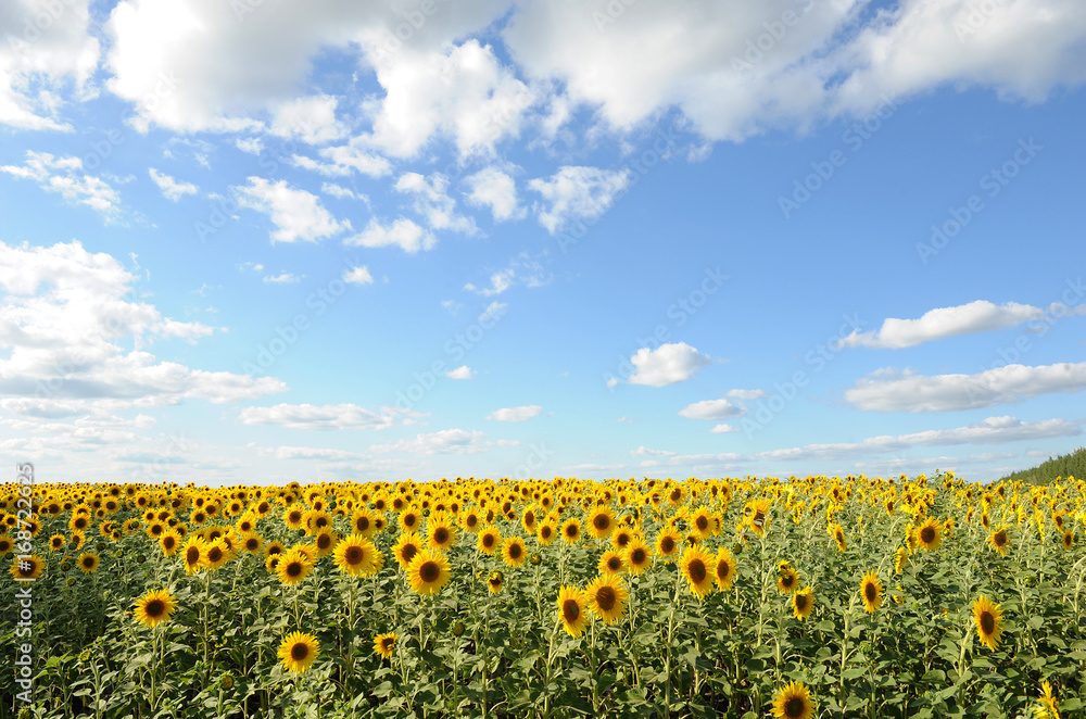 Sunflower field and clear sky