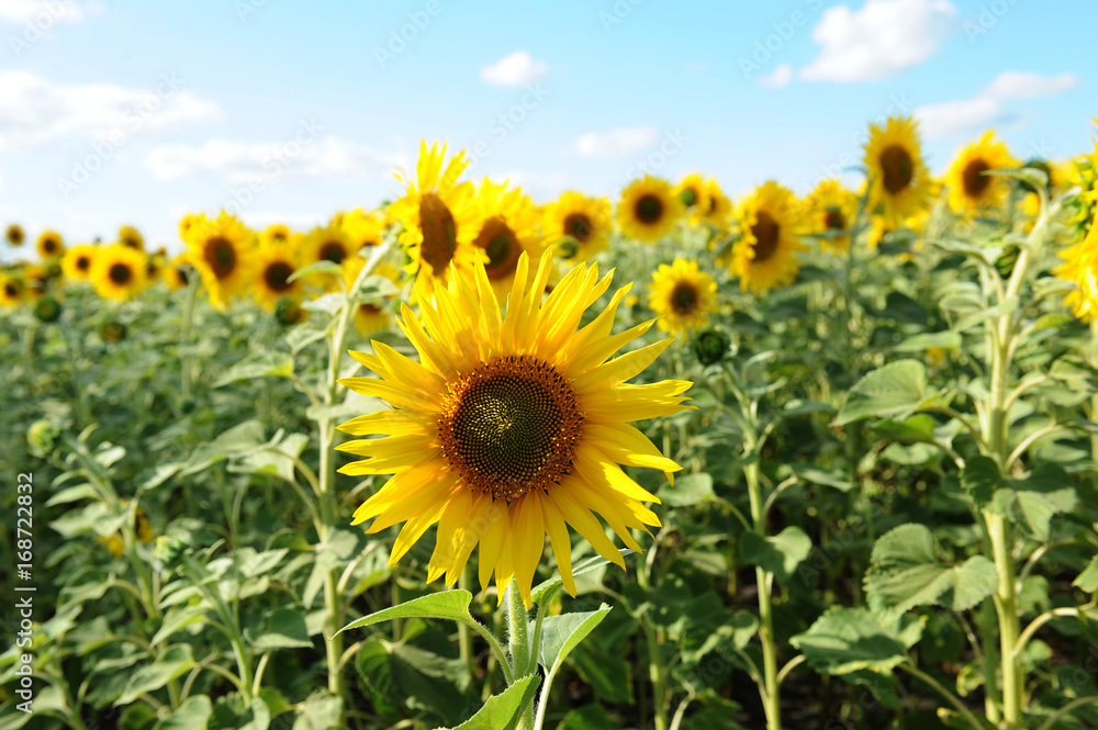 Sunflower closeup in a field