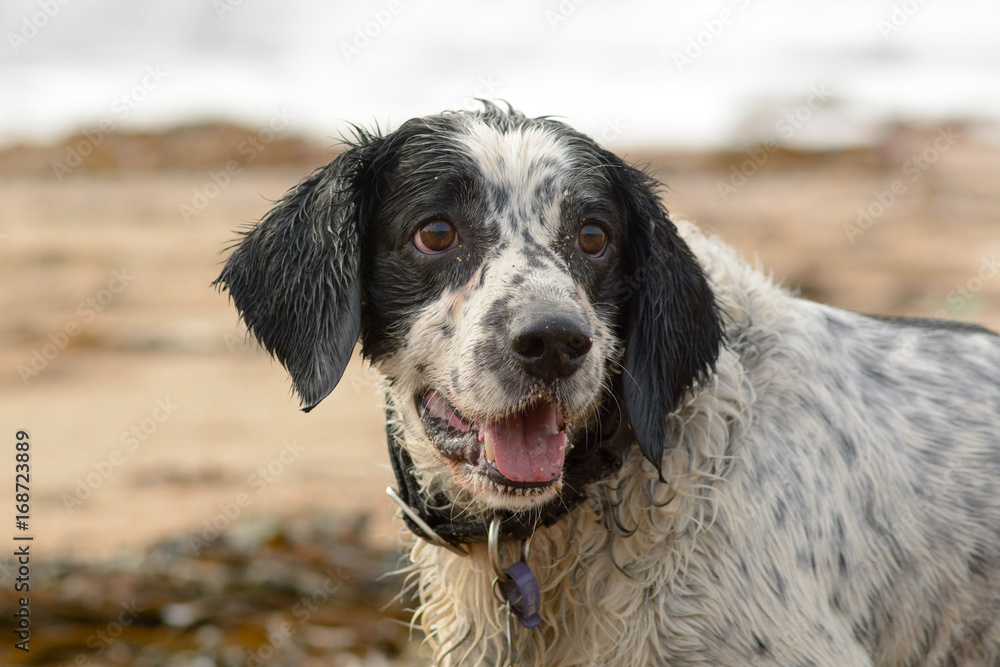 English springer spaniel dog portrait on beach