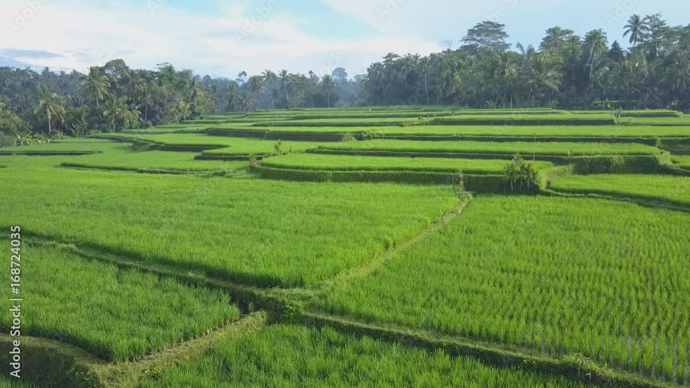 AERIAL: Flying above gorgeous rice paddy fields in dense overgrown palm tree forest on misty sunny morning. Bright green rice terraces on agricultural farmland in lush rainforest jungle in Ubud, Bali AERIAL: Flying above gorgeous rice paddy fields in dense overgrown palm tree forest on misty sunny morning. Bright green rice terraces on agricultural farmland in lush rainforest jungle in Ubud, Bali