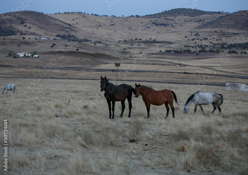 Horses on the meadow in summer