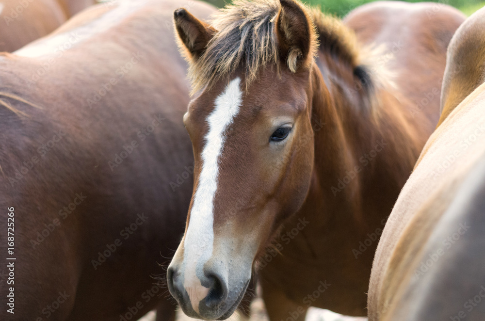 Fototapeta premium Batch 3