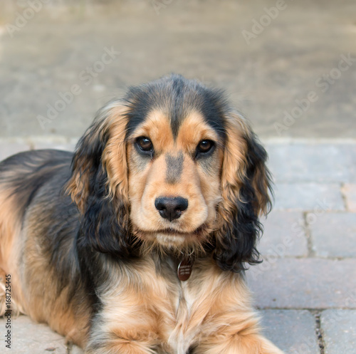 Canvastavla English Cocker Spaniel Puppy