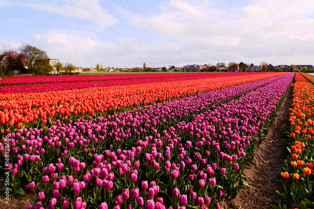 flower in nederland