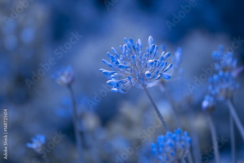 Blue dream - Makro der Blüte des Zierlauch, Allium photo