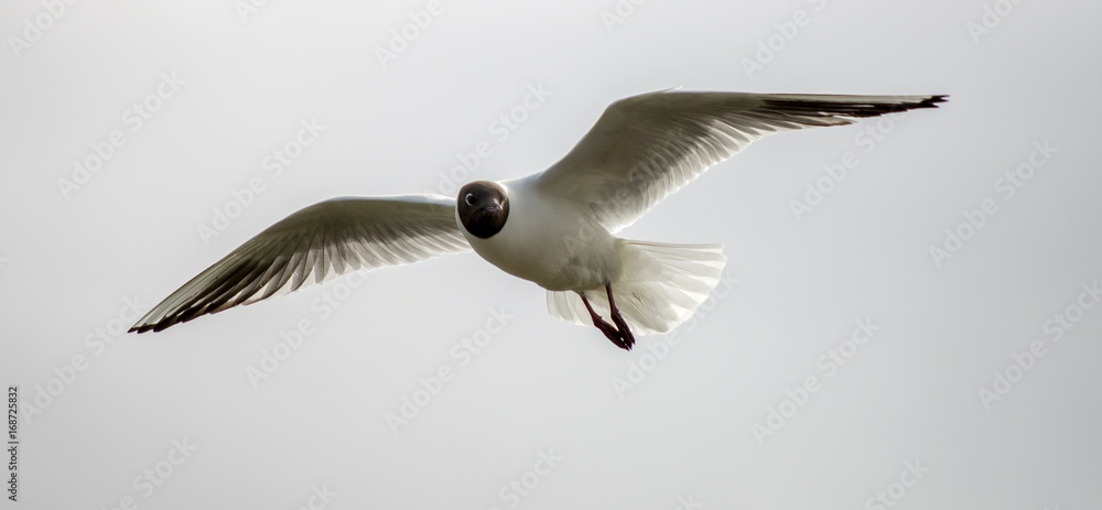 Obraz premium Batch 2