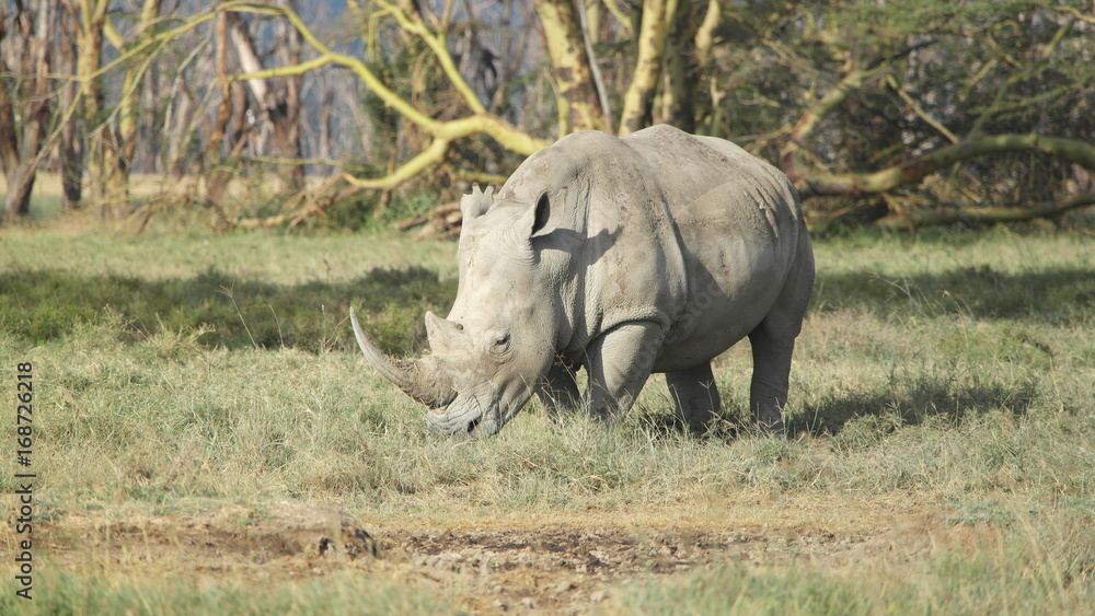 black rhino black rhino