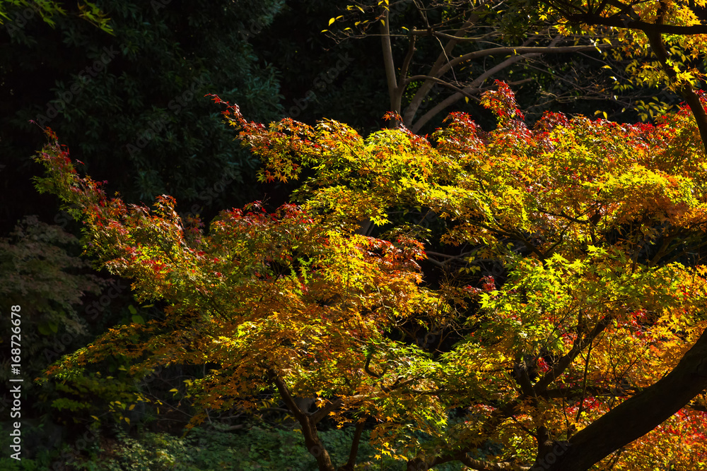 The maple and autumn leaves.The shooting location is Arisugawa Park in Minami Azabu, Minato-ku, Tokyo, Japan.