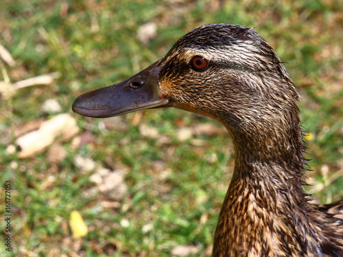 Wild duck portrait