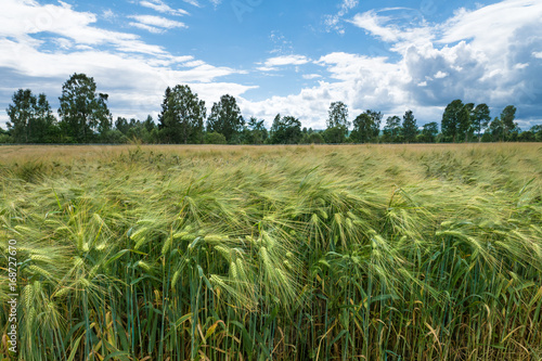 Close view of a field of wheat