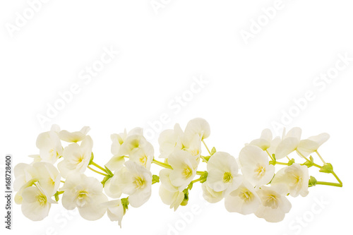 Fototapeta Naklejka Na Ścianę i Meble -  White Begonia flowers